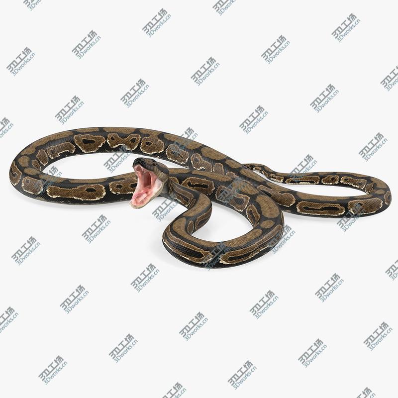 images/goods_img/202105073/3D Brown Python Snake Rigged 3D Model model/1.jpg